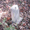 Martha Harris Hunter's gravestone.